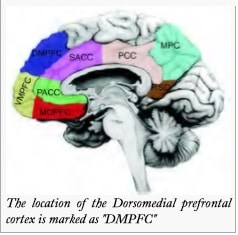 dorsomedial-prefrontal-cortex